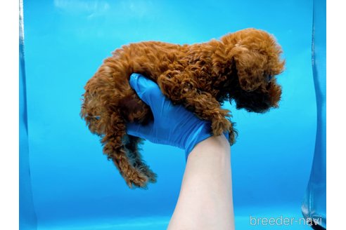 成約済の東京都のタイニープードル-278621の10枚目