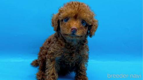 成約済の東京都のタイニープードル-278621の6枚目