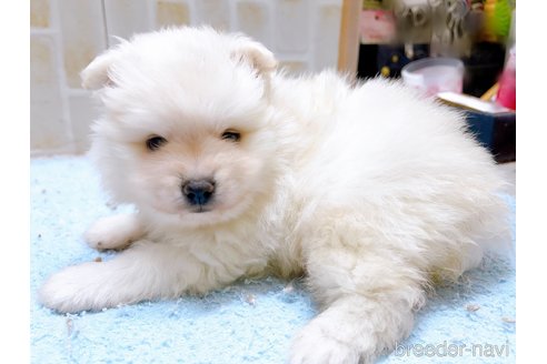 成約済の東京都のポメラニアン-278969の2枚目