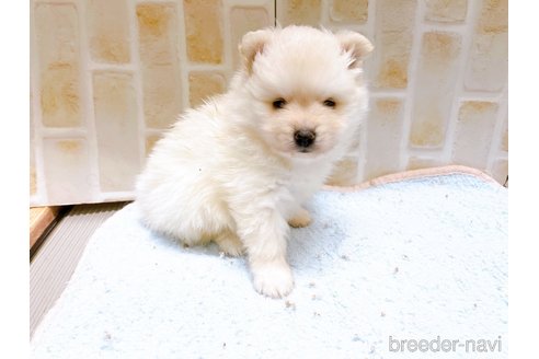 成約済の東京都のポメラニアン-278969の3枚目