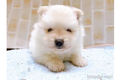 成約済の東京都のポメラニアン-278969の5枚目