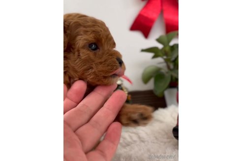 成約済の福岡県のトイプードル-278656の3枚目