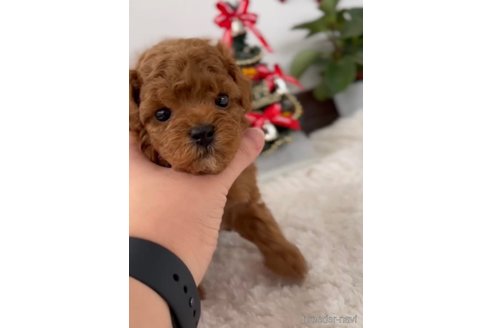 成約済の福岡県のトイプードル-278656の4枚目