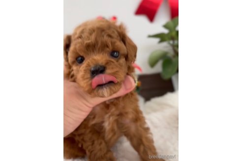 成約済の福岡県のトイプードル-278656の5枚目