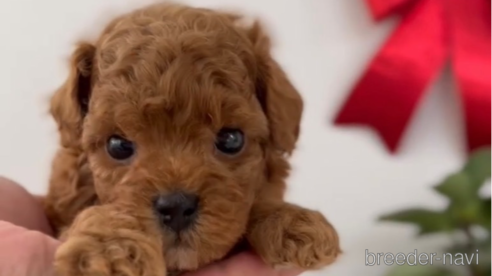 成約済の福岡県のトイプードル-278656