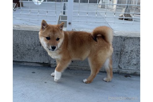 成約済の福岡県の豆柴-278658の12枚目