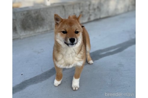 成約済の福岡県の豆柴-278658の3枚目
