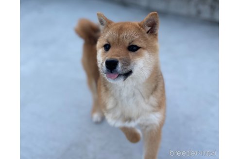 成約済の福岡県の豆柴-278658の1枚目