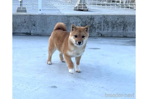 成約済の福岡県の豆柴-278658の10枚目