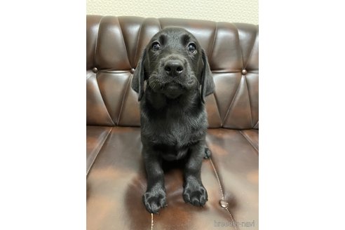 成約済の滋賀県のラブラドールレトリーバー-267645の13枚目