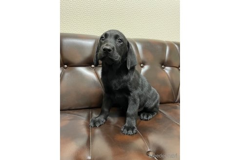 成約済の滋賀県のラブラドールレトリーバー-267645の8枚目