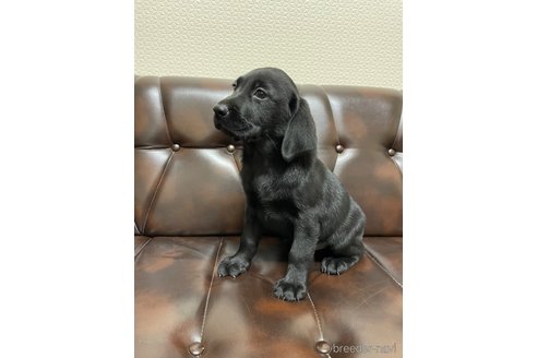 成約済の滋賀県のラブラドールレトリーバー-267645の10枚目