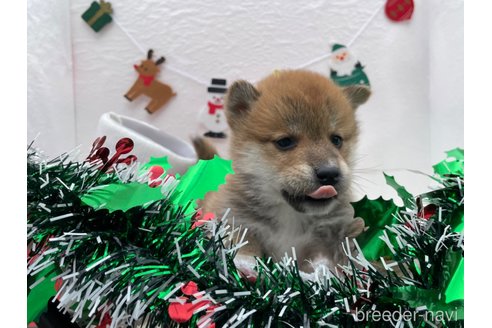成約済の広島県の柴犬-274105の5枚目
