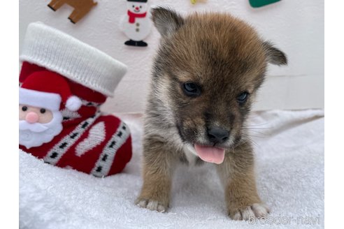 成約済の広島県の柴犬-274106の5枚目