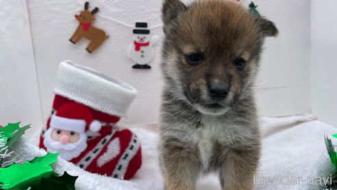 成約済の広島県の柴犬-274106の4枚目