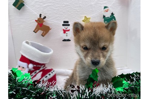 成約済の広島県の柴犬-273168の6枚目