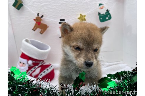 成約済の広島県の柴犬-273168の5枚目