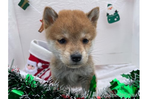 成約済の広島県の柴犬-273169の4枚目