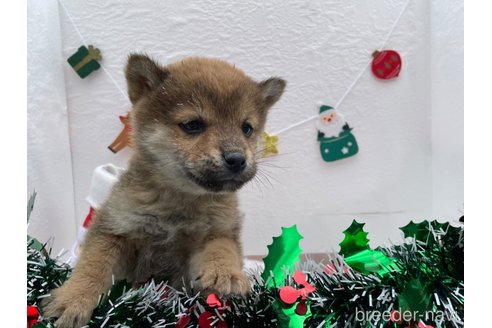 成約済の広島県の柴犬-273167の4枚目