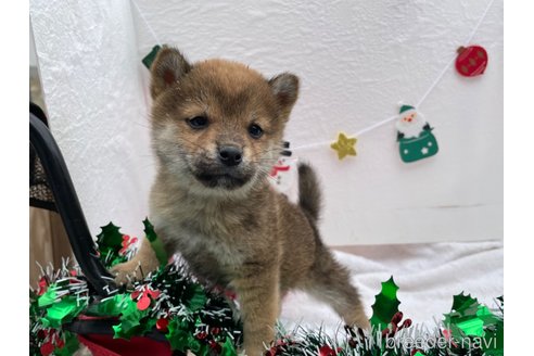 成約済の広島県の柴犬-273167の3枚目