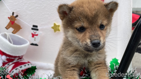 成約済の広島県の柴犬-273167の2枚目