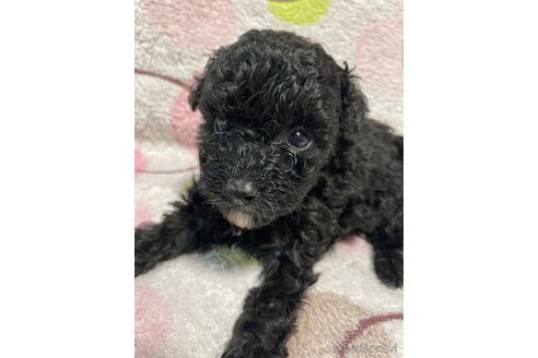 成約済の埼玉県のティーカッププードル-278686の13枚目