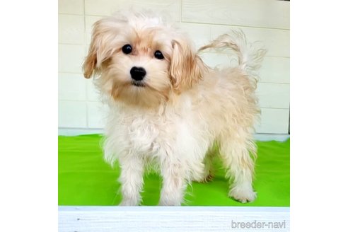 成約済の茨城県のミックス犬-261643の27枚目