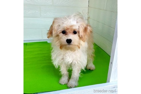 成約済の茨城県のミックス犬-261643の29枚目