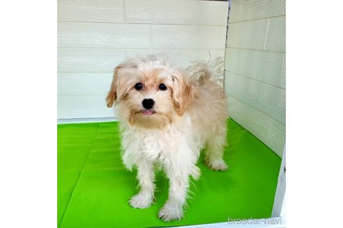 成約済の茨城県のミックス犬-261643の28枚目