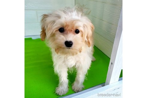 成約済の茨城県のミックス犬-261643の26枚目