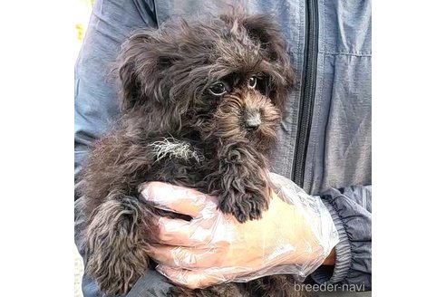 成約済の茨城県のミックス犬-261641の39枚目