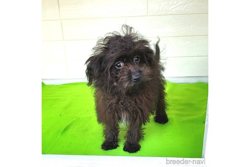 成約済の茨城県のミックス犬-261641の38枚目