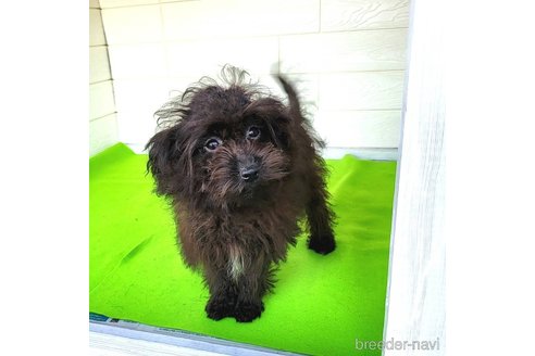 成約済の茨城県のミックス犬-261641の37枚目