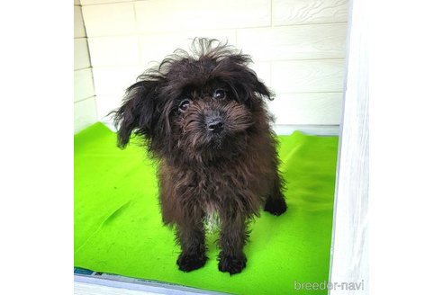 成約済の茨城県のミックス犬-261641の35枚目