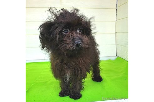 成約済の茨城県のミックス犬-261641の32枚目