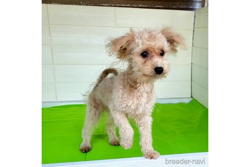 成約済の茨城県のミックス犬-261638の13枚目