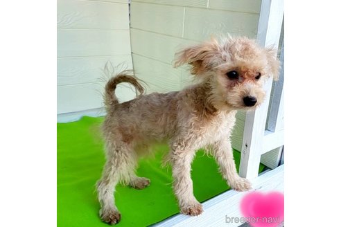 成約済の茨城県のミックス犬-261638の14枚目