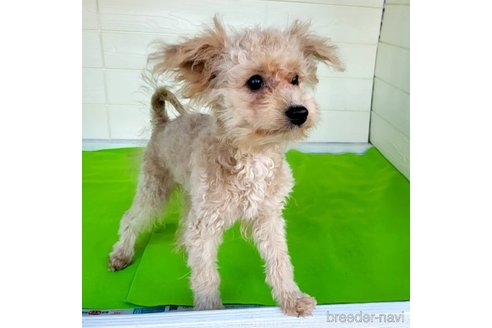 成約済の茨城県のミックス犬-261638の11枚目