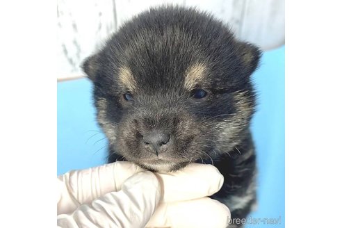 成約済の茨城県の豆柴-278726の4枚目