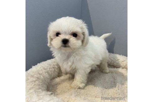 成約済の北海道のミックス犬-275670の1枚目
