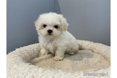 成約済の北海道のミックス犬-275670の2枚目