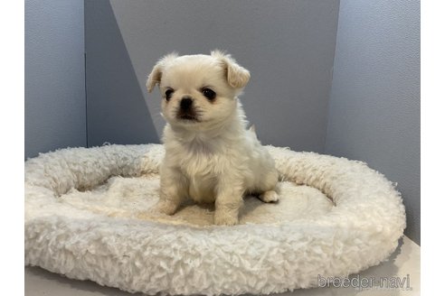 成約済の北海道のミックス犬-278746の3枚目
