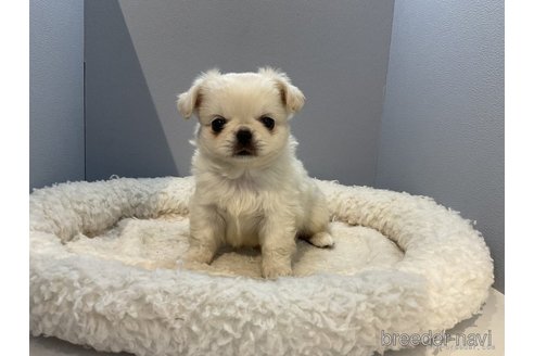 成約済の北海道のミックス犬-278746の2枚目