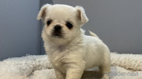 成約済の北海道のミックス犬-278750の1枚目