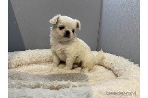 成約済の北海道のミックス犬-278750の3枚目