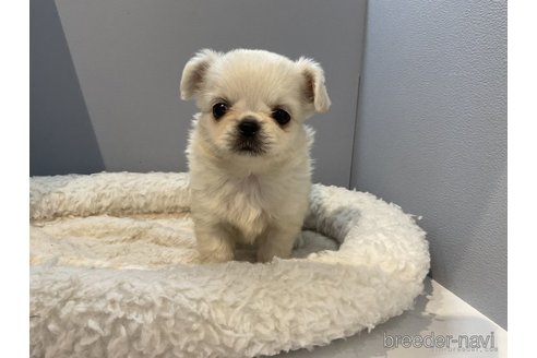 成約済の北海道のミックス犬-278750の2枚目