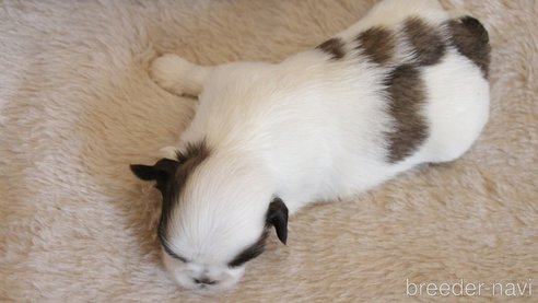 成約済の愛知県のシーズー-275608の54枚目