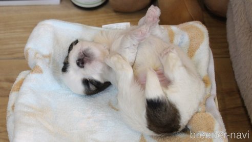 成約済の愛知県のシーズー-275608の53枚目