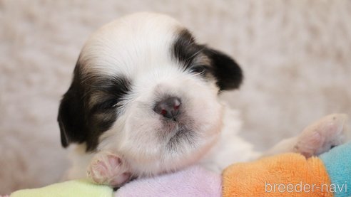 成約済の愛知県のシーズー-275608の52枚目