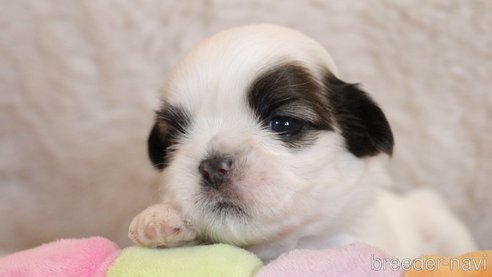 成約済の愛知県のシーズー-275608の51枚目